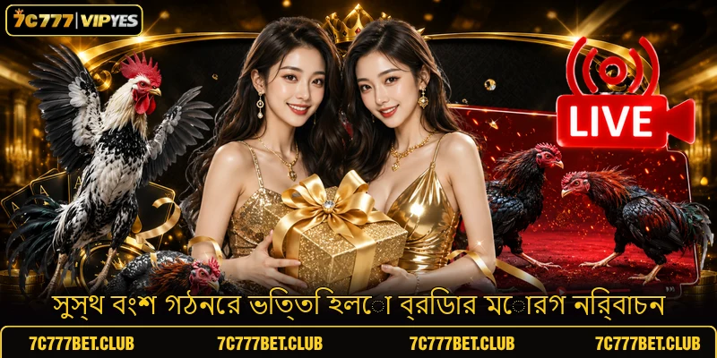 সুস্থ বংশ গঠনের ভিত্তি হলো ব্রিডার মোরগ নির্বাচন